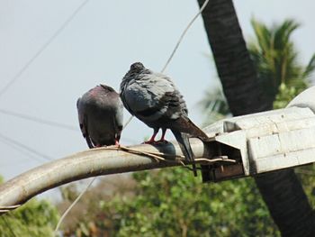 Bird perching on railing