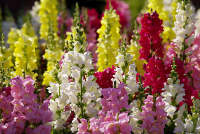 Close-up of purple flowering plants