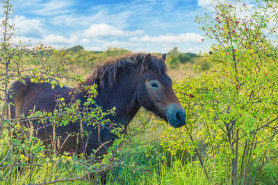 pasture
