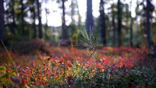 Plants growing on field in forest