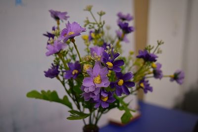 Close-up of purple flowers