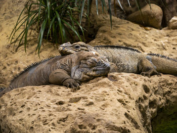 Animal resting on rock