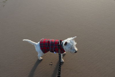 High angle view of west highland white terrier standing on sand at beach