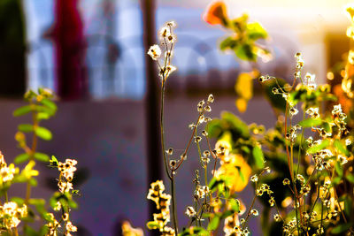 Close-up of water drops on plant