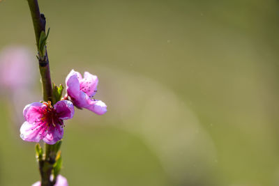 Close-up of pink flowering plant