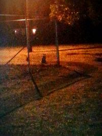 Shadow of trees on ground