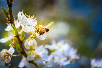 Close-up photo of a honey bee gathering nectar and spreading pollen on white flowers of white cherry 