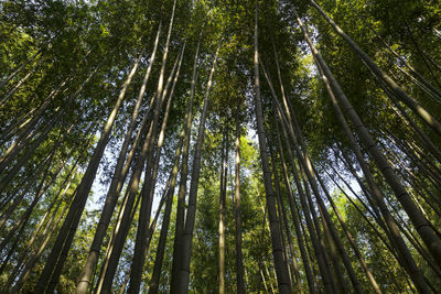 Low angle view of bamboo trees in forest