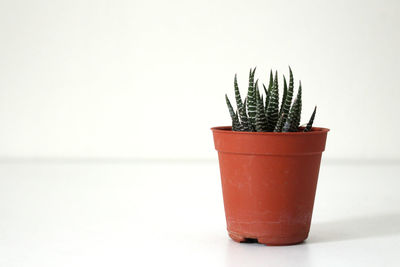Close-up of potted plant on table against white background