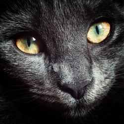 Close-up portrait of cat