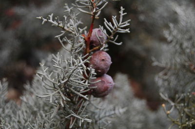 Close-up of snow on branch