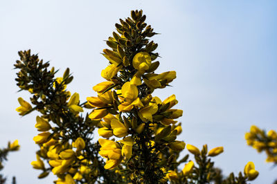 Low angle view of yellow flowering plant against sky