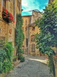 Potted plants against building