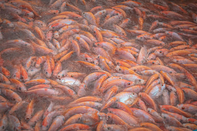 Full frame shot of fish in sea