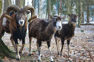 Portrait of sheep