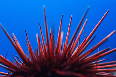 Red sea urchin against the blue of the pacific ocean, channel islands.