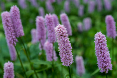 Close-up of purple flowers blooming outdoors