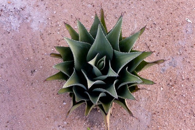 Close-up of cactus plant