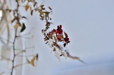 Close-up of pink flowers growing on branch