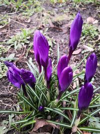 Close-up of purple crocus flowers on field