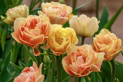 Close-up of fresh yellow flowers