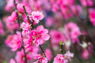 Close-up of pink flowers
