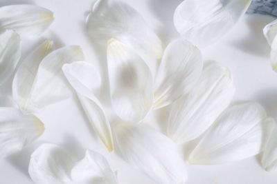 Close-up of white flower