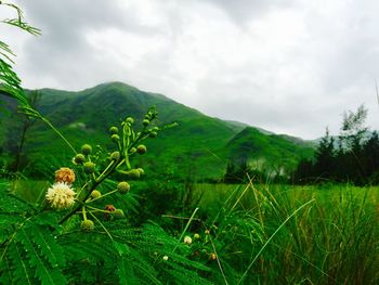 Close-up of plant against cloudy sky