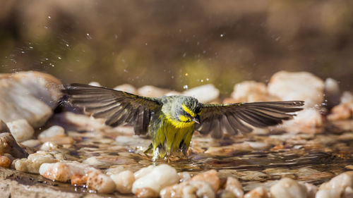 Close-up of bird flying