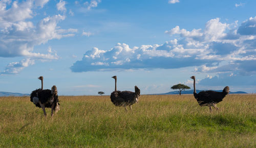 View of ostriches on grassy field against sky