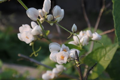 Close-up of white flowering plant