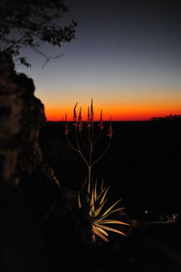 Close-up of silhouette plants against sky at sunset