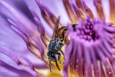 Close-up of bee pollinating on purple flower