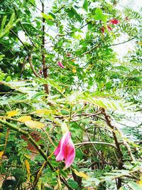 Close-up of flower blooming on tree