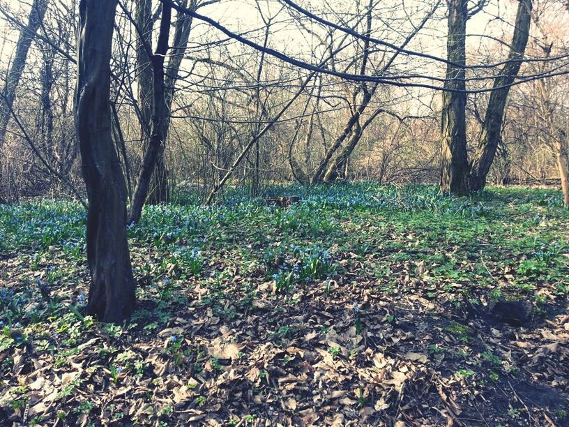 Vergessener Park, Berlin