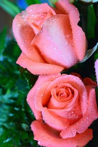 Close-up of wet rose blooming outdoors