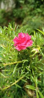 Close-up of pink flowering plant