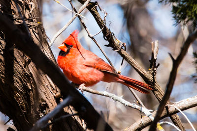 Close-up of bird perching on branch