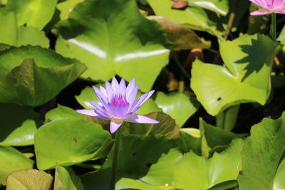 Close-up of lotus water lily in pond