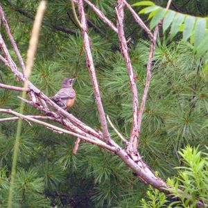 Close-up of bird perching on tree