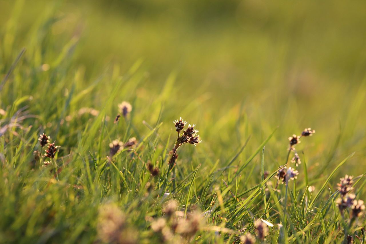 plant, field, growth, grass, land, beauty in nature, selective focus, nature, flower, green color, close-up, no people, day, fragility, flowering plant, freshness, vulnerability, outdoors, animal themes, tranquility