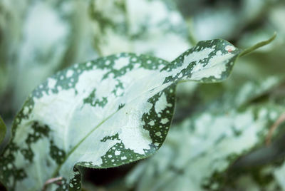 Close-up of wet plant leaves during winter