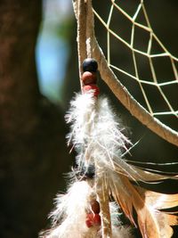 Close-up of insect