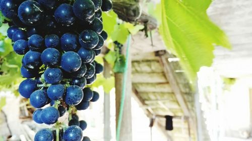 Close-up of grapes