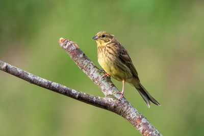 Close-up of bird perching on branch