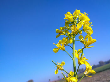 Close-up of yellow flowering plant against clear blue sky