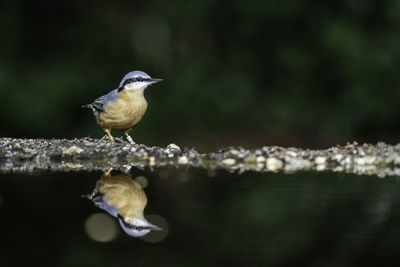 Close-up of bird perching on a plant