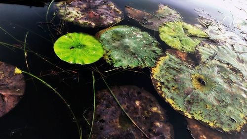 Close-up of lotus water lily