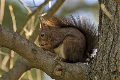 Squirrel sitting on tree trunk