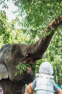 Close-up of elephant